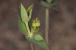 Greater Florida spurge